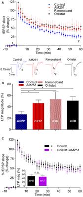 Dual Influence of Endocannabinoids on Long-Term Potentiation of Synaptic Transmission